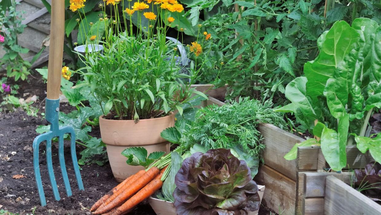 vege garden